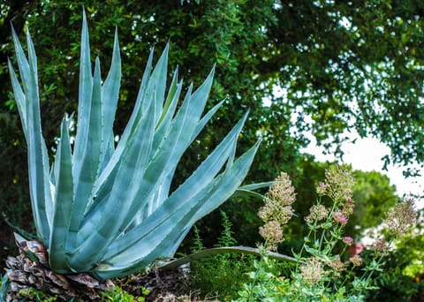 Villa Eliodora - due appartamenti House in Arenzano