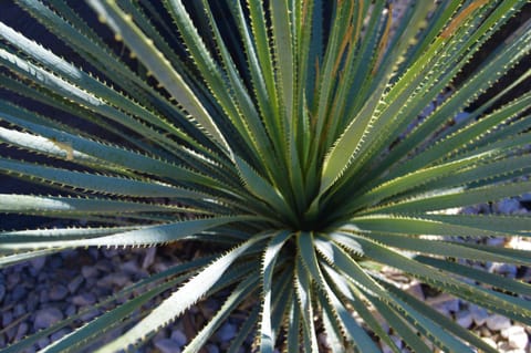 Musicland Hotel Hotel in Palm Springs