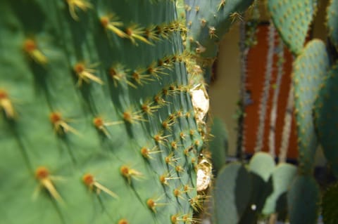 Musicland Hotel Hotel in Palm Springs