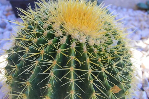 Musicland Hotel Hotel in Palm Springs