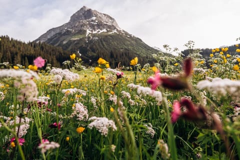 Spring, Natural landscape, Mountain view