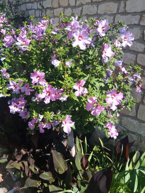 Hotel Font De Lauro Hotel in L'Isle-sur-la-Sorgue