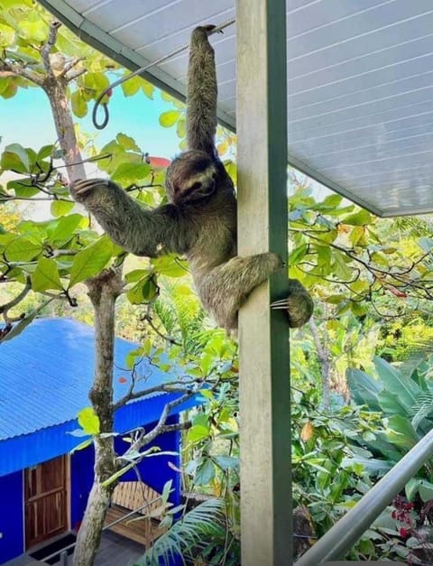 Animals, Garden view