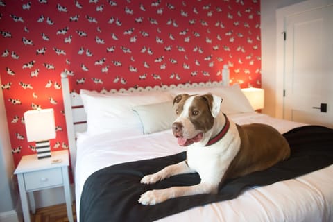 Paws on Pelham Bed and Breakfast in Newport
