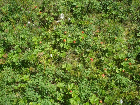 Hakamajat Cottages Chalet in Lapland