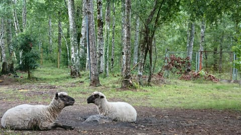 Property building, Animals