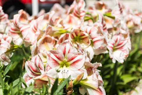 Natural landscape, Garden