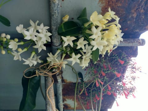 Casa Omaira y Nacho Apartment in El Hierro