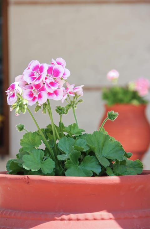 Asteras Hotel Hotel in Decentralized Administration of Macedonia and Thrace