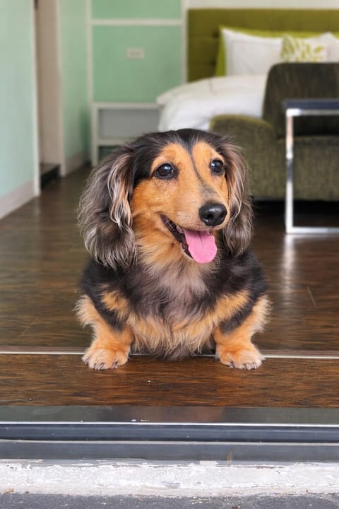 Animals, Animals, Animals, On site, Pets, Pets, Pets, pet friendly