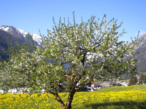 Spring, Natural landscape, On site, Garden view