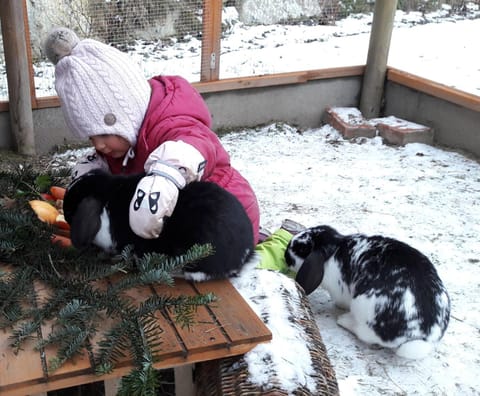 Winter, Animals, Pets