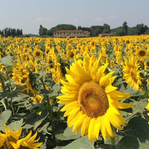 Property building, Natural landscape