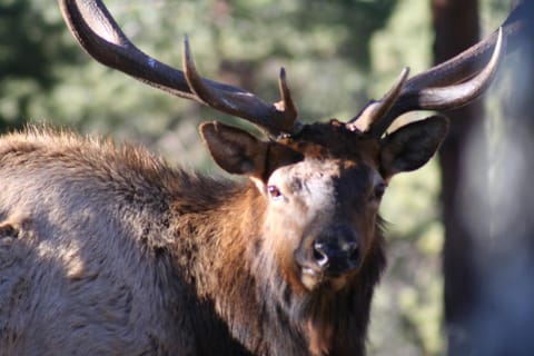 View (from property/room), Animals