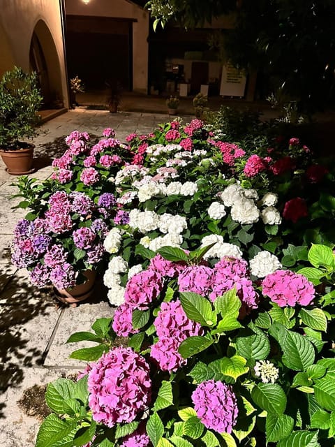 B&B LE ORTENSIE Bed and Breakfast in Treviso