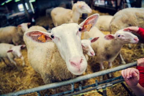 De Schaapskooi Farm Stay in Flanders