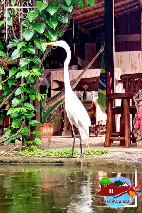 Pousada Chalé na Roça Penedo Chalet in Resende