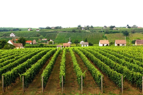 Day, Garden, Garden view