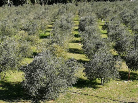Apartmani Eric i Paolo Apartment in Pula