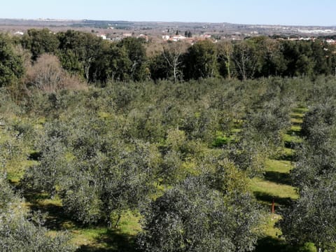 Apartmani Eric i Paolo Apartment in Pula