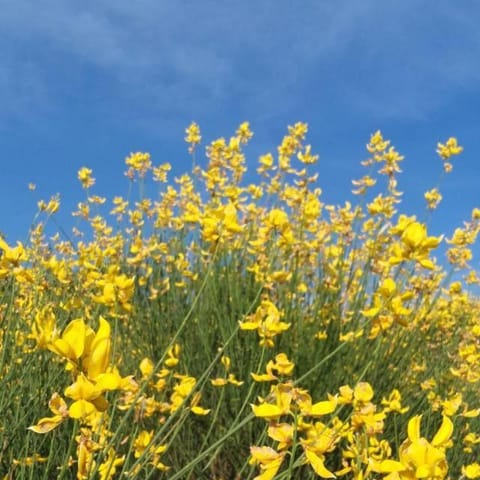 San Casciano - Appartamenti Podere Ianni Country House in San Casciano Val Pesa