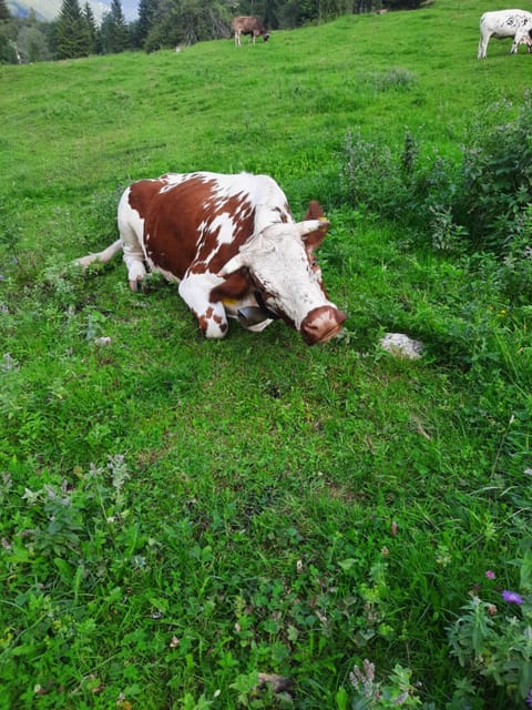Ferienhaus Carmen House in Tyrol