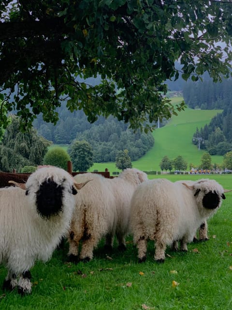 Pension Klausnerhof Bed and Breakfast in Salzburgerland