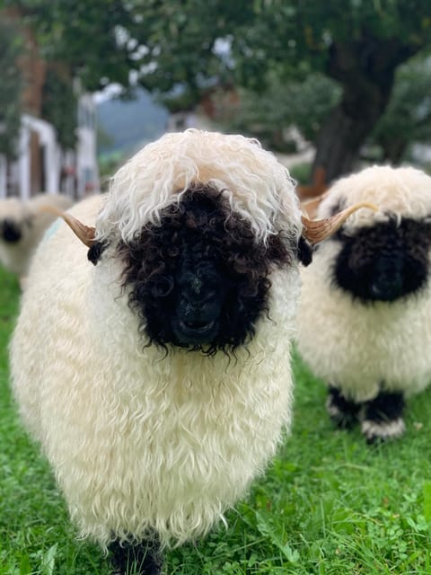 Pension Klausnerhof Bed and Breakfast in Salzburgerland