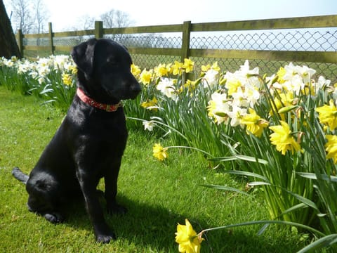 White House Farm Cottages House in Daventry District