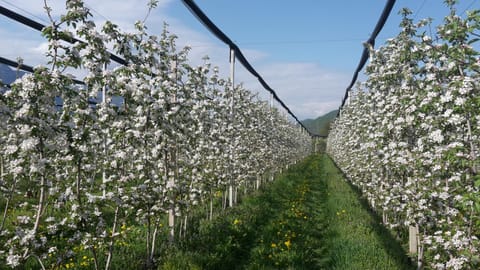 Haus Evi Farm Stay in Trentino-South Tyrol