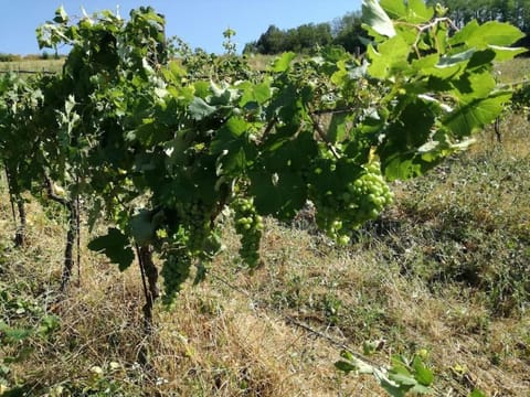 Oasi di Mastarone - Il vino e le Rose Farm Stay in Lombardy