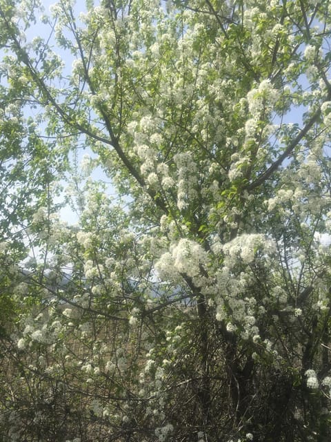 Natural landscape, Other