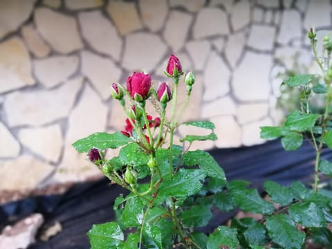 Apartments Tamara Apartment in Šibenik-Knin County, Croatia