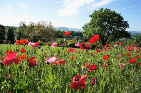 Spring, Garden, On site