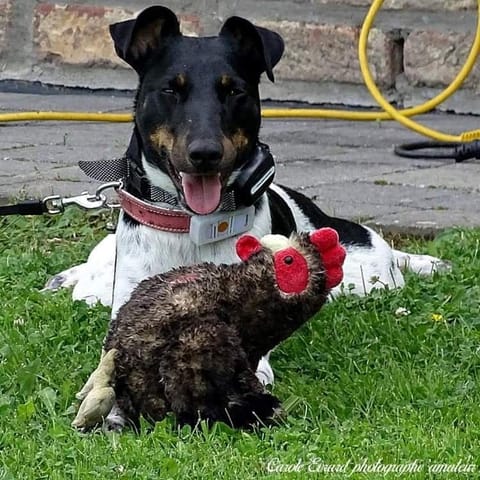 La maison aux prés Bed and Breakfast in Wallonia, Belgium