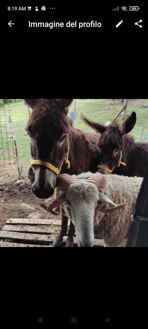 Animals