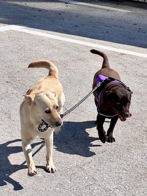 Royalty Suites Loft Apartment in Nikiti