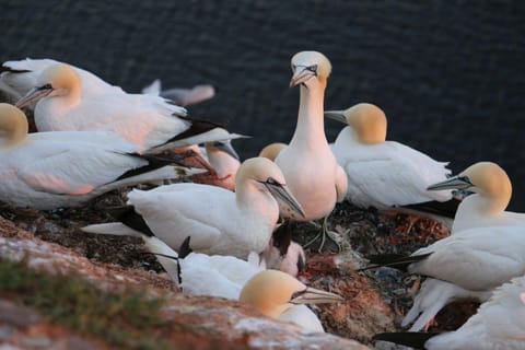 Gaestehaus Cap Hoorn Apartment in Heligoland