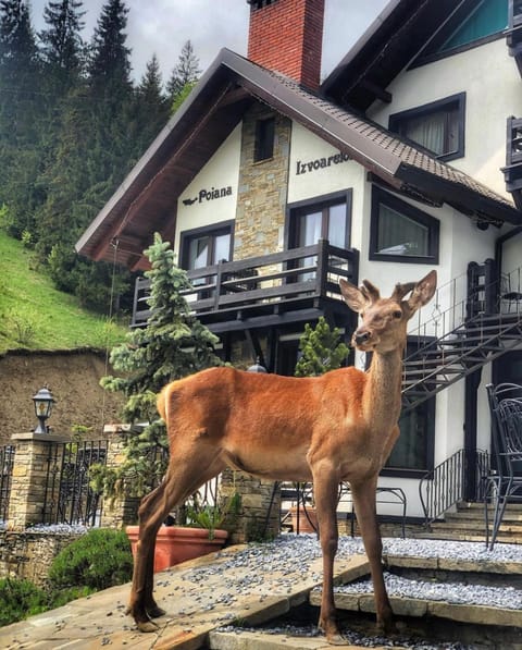 Property building, Animals, Pets