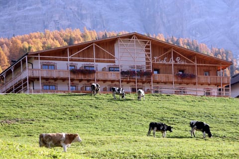 Animals
