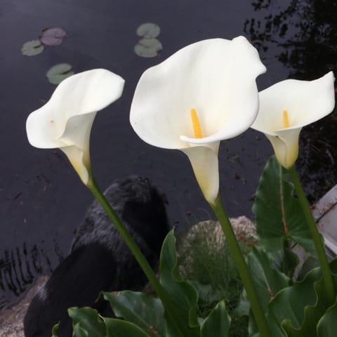 Cycle Inn Bed and Breakfast Bed and Breakfast in Cowichan Valley