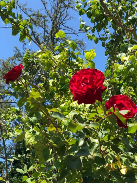 Cycle Inn Bed and Breakfast Bed and Breakfast in Cowichan Valley