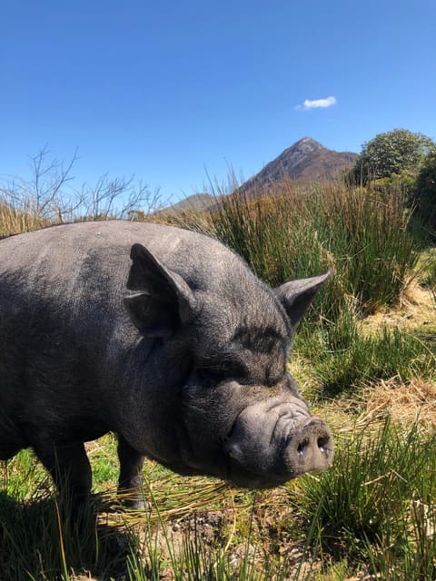 Letterfrack Farm Cottage in village on a farm beside Connemara National Park House in County Mayo