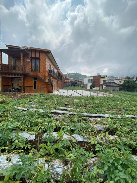 Natural landscape, Garden, Mountain view