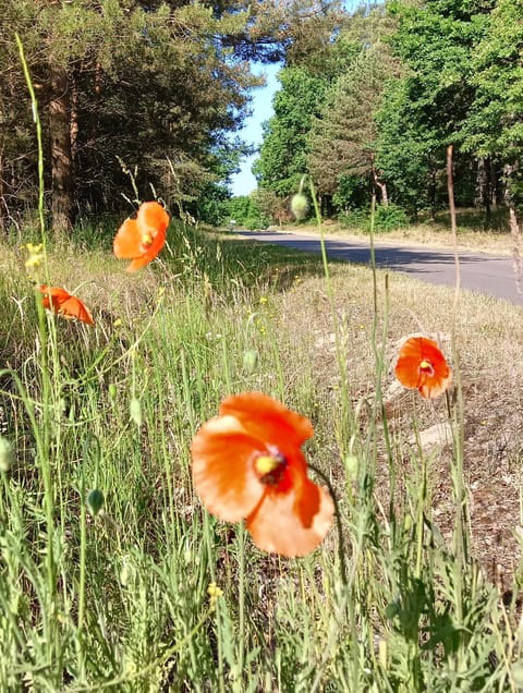 Domek nad jeziorem/Seehaus 1B (Sławno/Łętowo) Nature lodge in Pomeranian Voivodeship