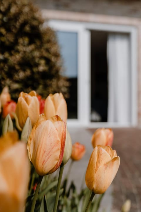 Duinvilla Aan de Zee B&B Bed and Breakfast in Zoutelande