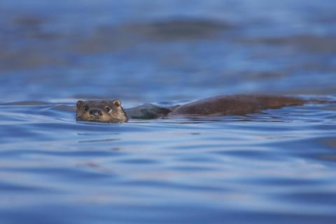 Seabank Lodge House in Scotland