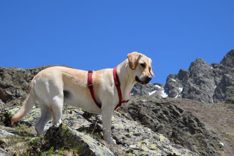 Property building, Pets