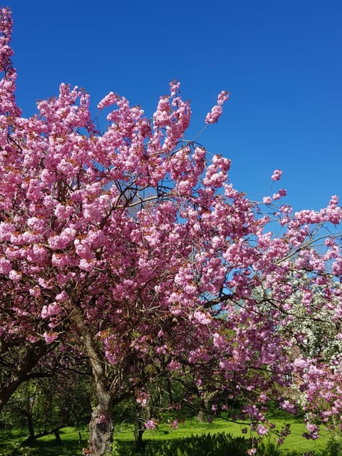 De Friesenjung Nordsee House in Dagebüll