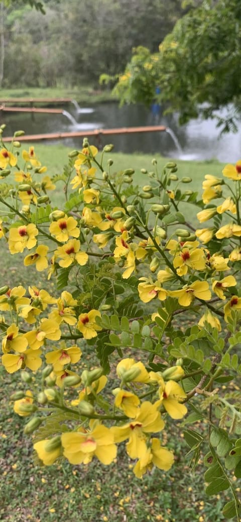 Natural landscape, Garden